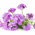 Regenerartiva - Ingredientes 03