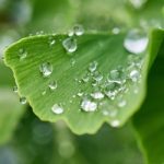 Regenerartiva - Ingredientes 04