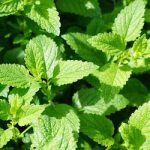 Regenerartiva - Ingredientes 05